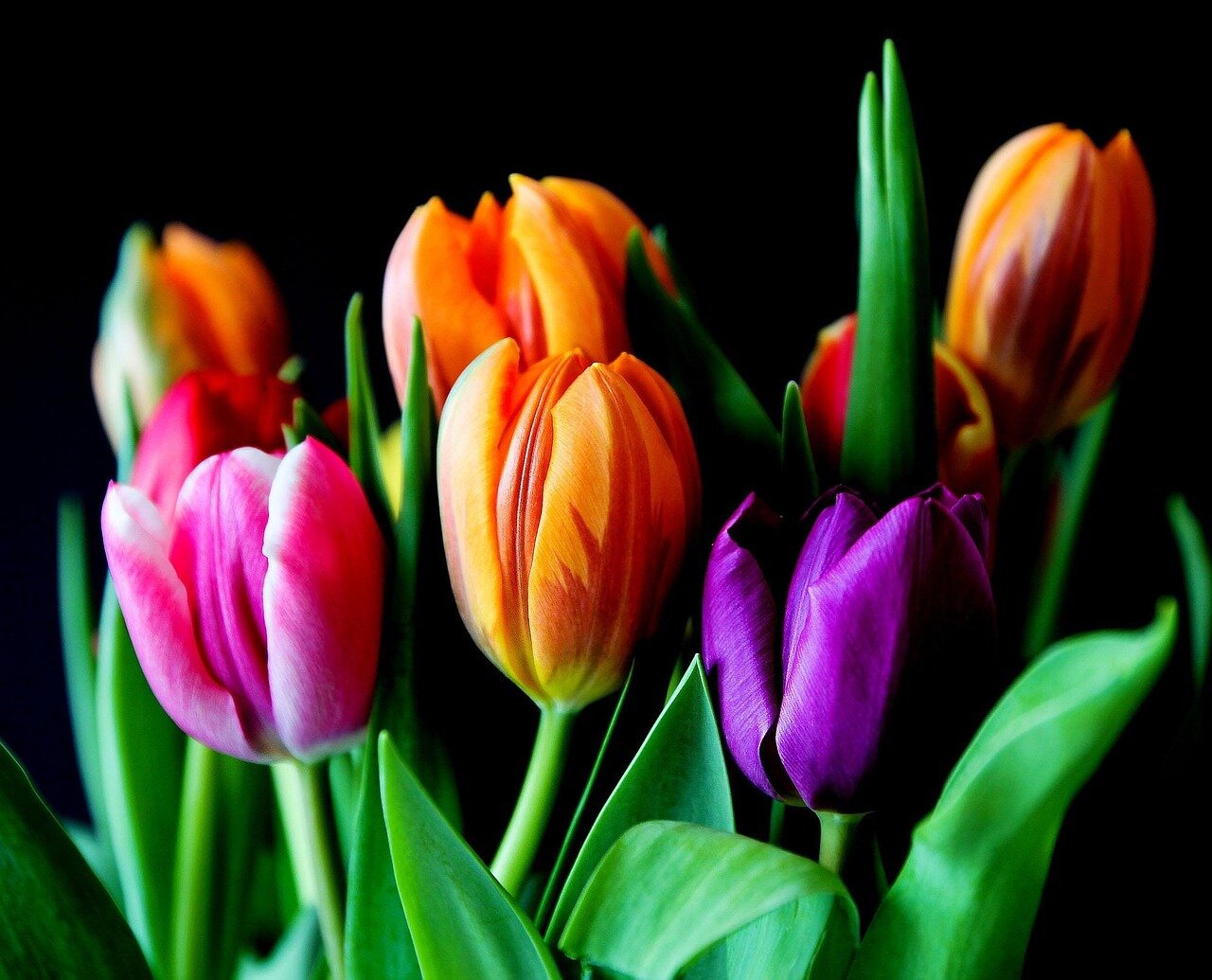 Colorful tulips spring arrangement